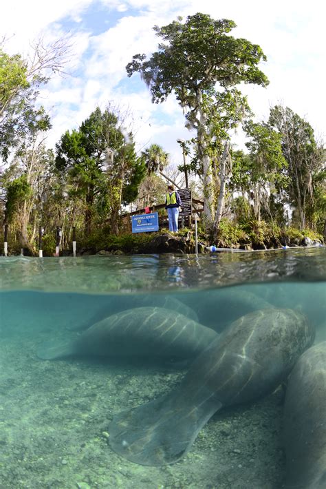 Gallery | Florida Manatee Tours | SwimWithManateesTours.com