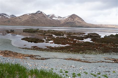 Detour #8: Birding on Attu – On the Road with Adie