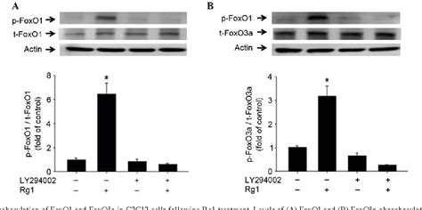 Figure From Ginsenoside Rg Prevents Starvation Induced Muscle