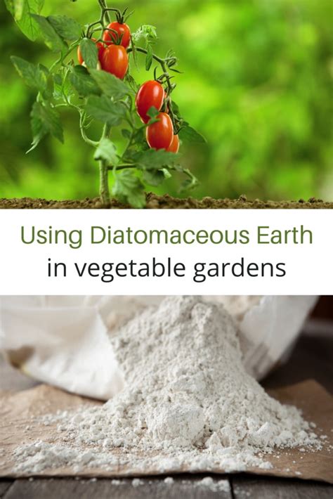 Using Diatomaceous Earth In The Garden Turning The Clock Back