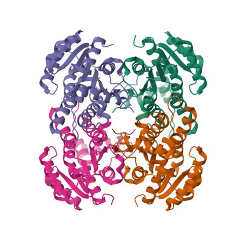 RCSB PDB - 8IJ7: Crystal structure of alcohol dehydrogenase from ...