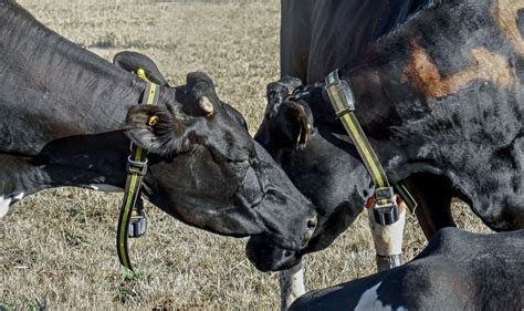 Grooming Behavior Between Dairy Cows Reveals Complex Social Network R