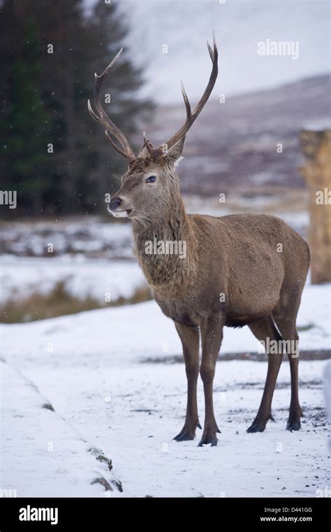 Red deer scotland snow hi-res stock photography and images - Alamy