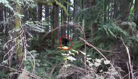 RMSO Bigfoot On Twitter BC Tourists Capture Bigfoot On Video Https