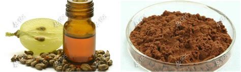 Grape Seed Oil Extraction Methods Comparison|How to choose?