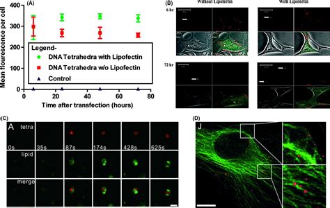 Tetrahedral Dna Nanostructures As Drug Delivery And Bioimaging Platforms In Cancer Therapy