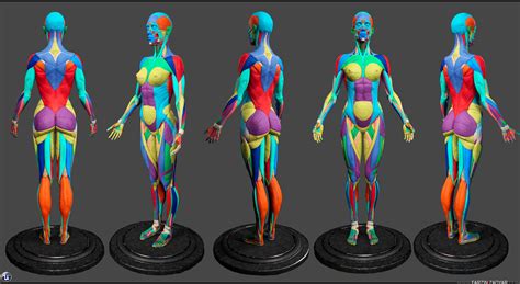 ArtStation - Human Anatomy Kit | Resources