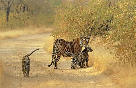 Bengal / Indian Tiger with two cubs on track Ranthambhor