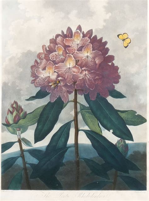 Robert John‏ Thornton | The Pontic Rhododendron | MutualArt