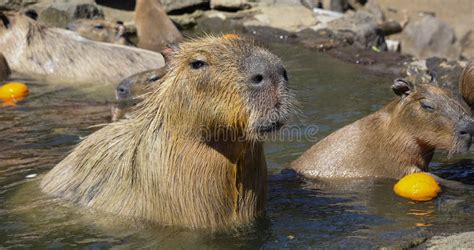 Capybara Japan Stock Photos - Free & Royalty-Free Stock Photos from ...