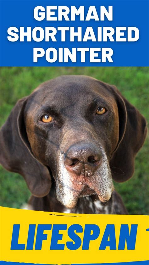 German Shorthaired Pointers Discover Their Lifespan