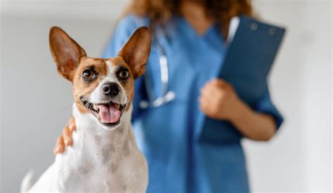 Pet Urgent Care Wesley Chapel Pasco County Seven Oaks Pet Hospital