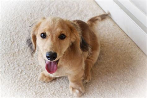 Four Month Shade Cream Old Long Hair Mini Dachshund Long Haired