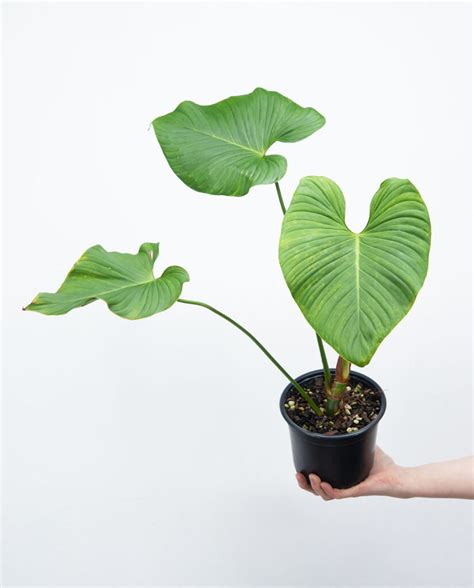 Philodendron Roseocataphyllum Online Kaufen Farnwerk Design Lebt