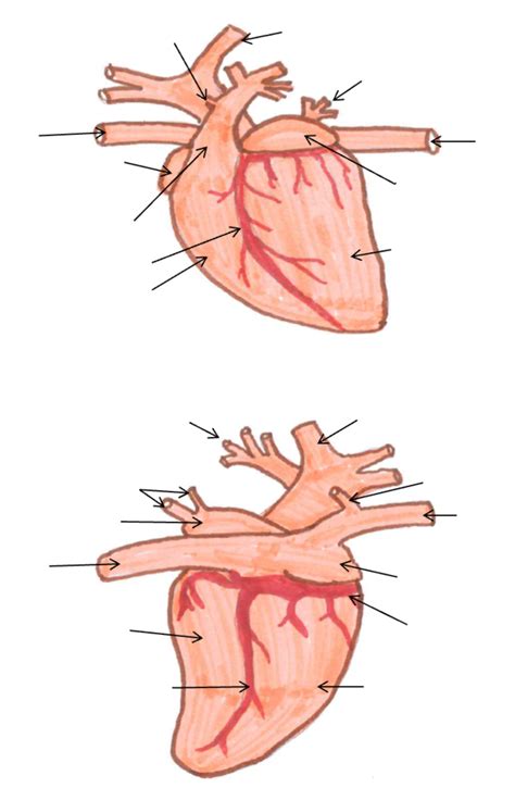 15 Heart Dissection Diagram Quizlet