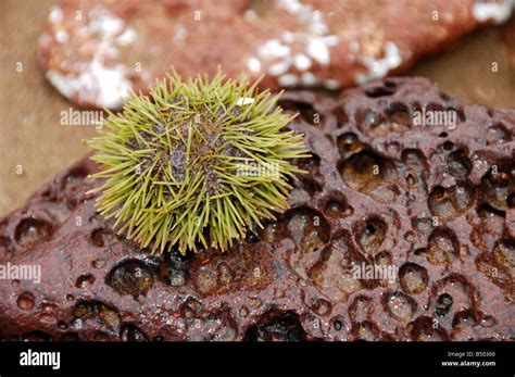 Green Sea Urchin Lytechinus Semituberculatus Galapagos Islands Ecuador