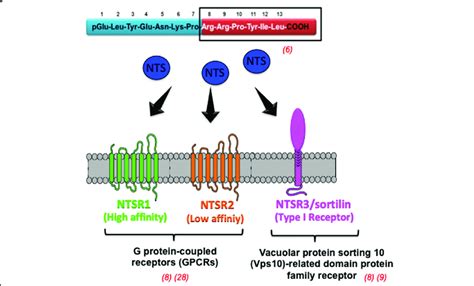 Receptors Of Neurotensin Ntsrs Three Receptors Of Nts Are Known Two