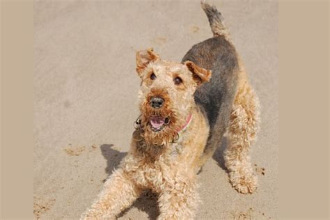 Airedale Terrier Size: Weight, Height, And Growth Chart