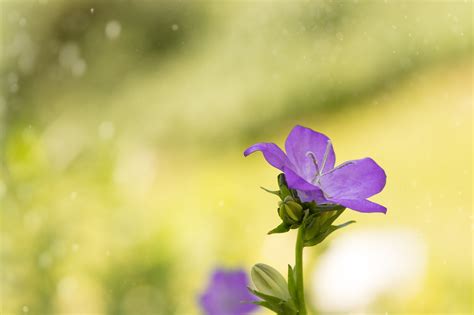 Free Images Nature Blossom Meadow Leaf Petal Bloom Summer