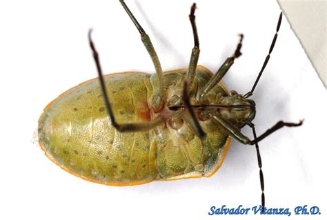 Hemiptera Heteroptera Pentatomidae Chlorochroa Sayi Says Stink Bug H