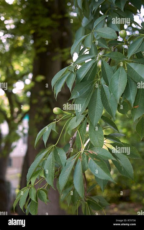 Ceiba Speciosa Fruit Hi Res Stock Photography And Images Alamy