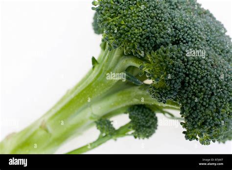 Bunch Of Broccoli Stock Photo Alamy