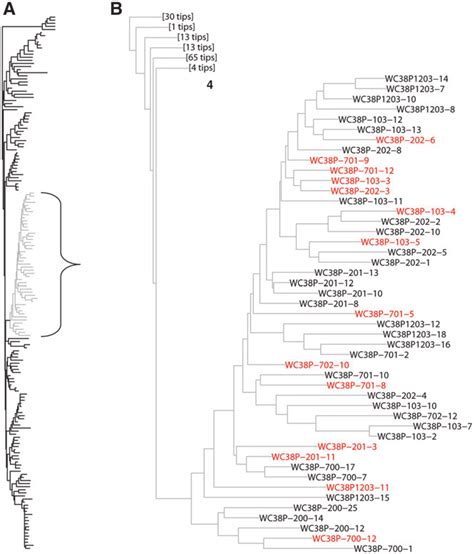 Phylogenetic Tree Of All Individual Hiv 1 Pol Sequences Obtained From