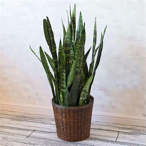 Black Coral Snake Plant In Woven Basket White Flower Farm