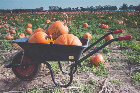 5 Useful Tips for Learning How to Harvest Pumpkins - Minneopa Orchards