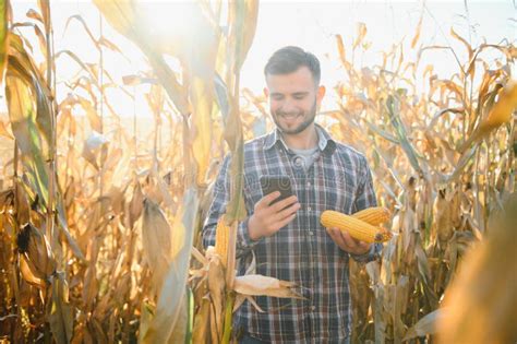 Agronomist Checking Corn If Ready For Harvest Portrait Of Farmer