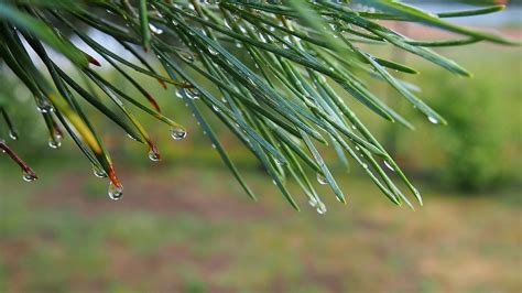 Iglak Rosa Makro Pu Is Adatos Nemokamos Nuotraukos Mediakatalogas Lt