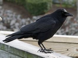 What Do Crows Eat - Crows Diet