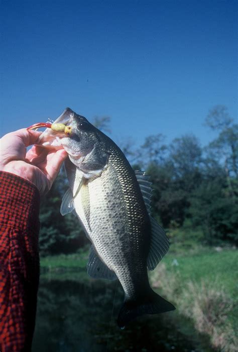 Use The Tide When Chasing Virginias Tidal River Largemouth Bass