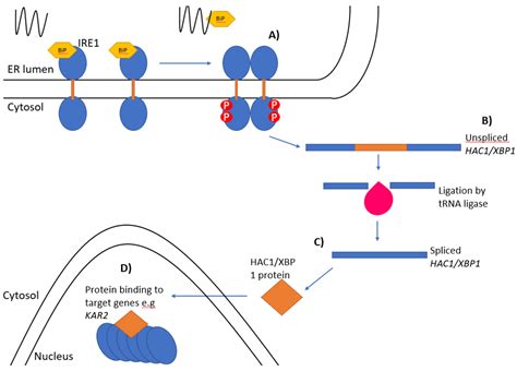 Biology Free Full Text The Unfolded Protein Response An Overview