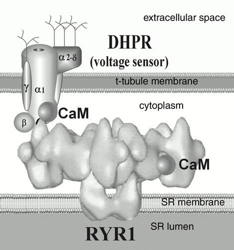 Calmodulin And Excitation Contraction Coupling Physiology