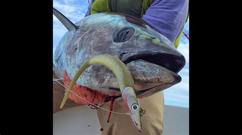 How To Vertical Jig For Bluefin Tuna With Softbaits Youtube