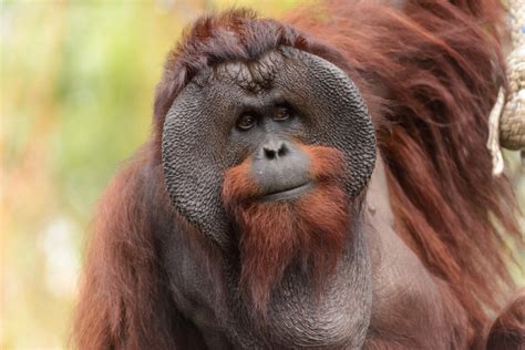 Bornean Orangutan Pongo Pygmaeus Display Full Image