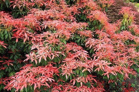 90 Amazing How To Prune Pieris Japonica Forest Flame Insectza