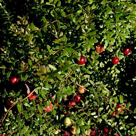 Canneberge Pilgrim Vaccinium Macrocarpon Cranberry Rouge Et Jaune