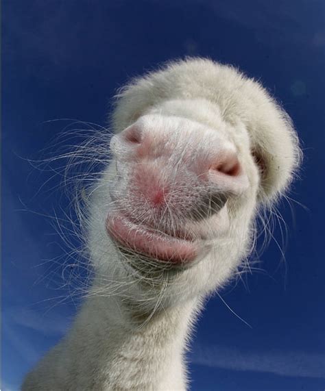 В немецком зоопарке родился ослик-альбинос | Фото | Хорошие новости про ...