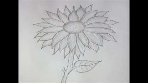 Sunflower Pencil Drawing at PaintingValley.com | Explore collection of ...