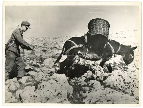 ORIG PRESSE FOTO Gebirgsjäger mit Mulli Esel Tragtier in Italien 1944