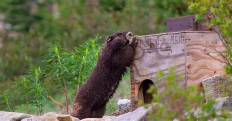 What is the weather prediction in BC for Groundhog Day in 2024?