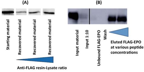 Protein Recovery From Flag Tag Affinity Chromatography Beads A