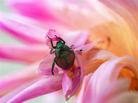 Troubleshooting Common Dahlia Problems: Dahlia Diseases And Pests