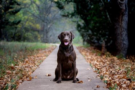 Black Lab Vs Yellow Lab Vs Chocolate Lab