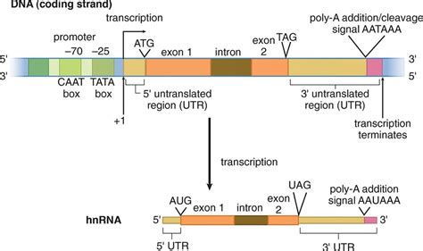 Dna Transcription Diagram Quizlet