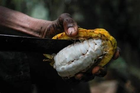 Costa Do Marfim Eleva Previs O De Colheita De Cacau Em Para