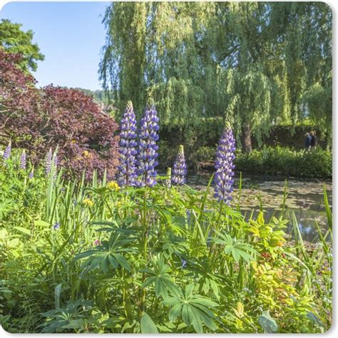 Muismat Xxl Bureau Onderlegger Bureau Mat Tuin Met Kleurrijke