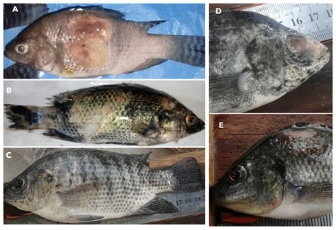 investigation  bacterial pathogens   diseased nile